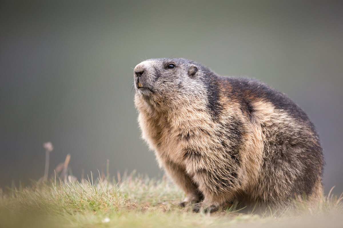 Tiere in den Alpen