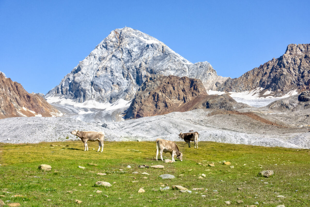 Ortler