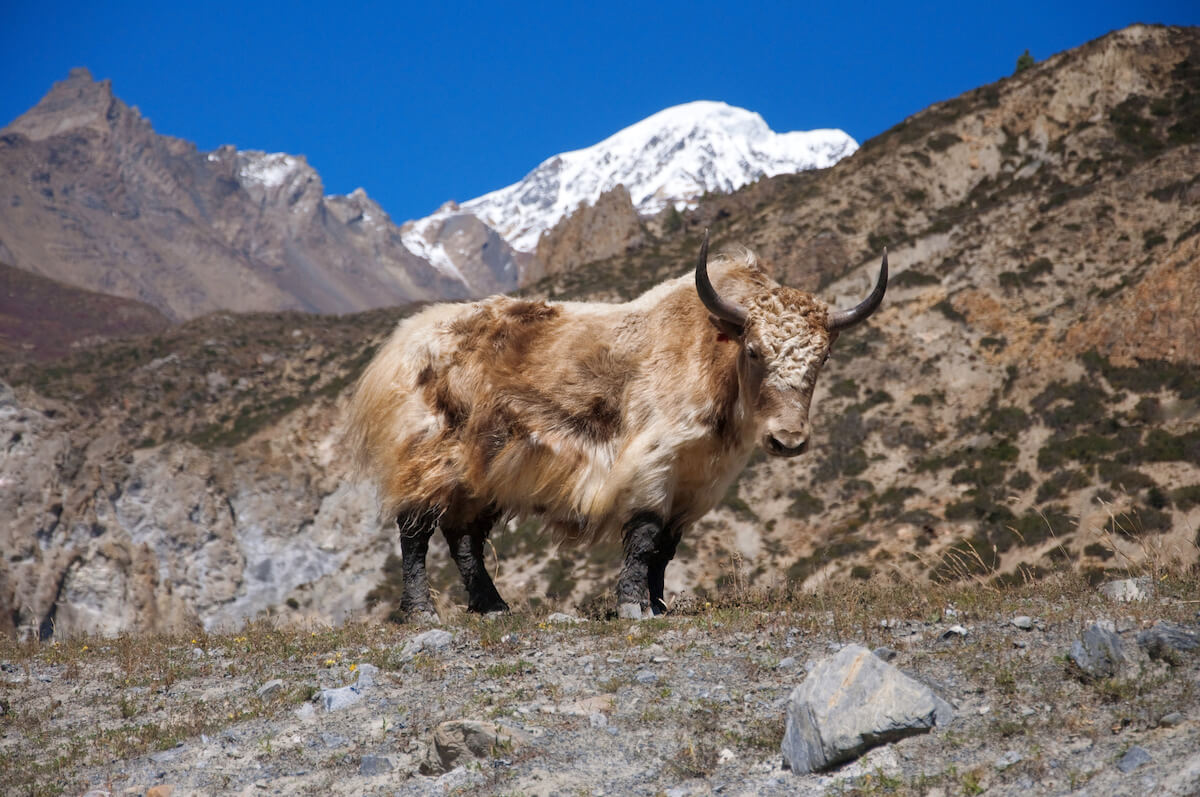 Tiere im Himalaya